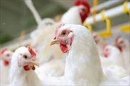 تحقیق اجرای سيستم HACCP در واحدهای پرورش مرغ گوشتی